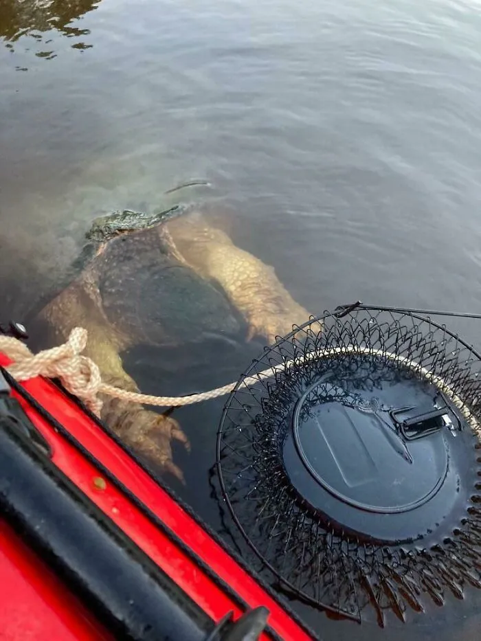 Tortuga lagarto en Brainerd