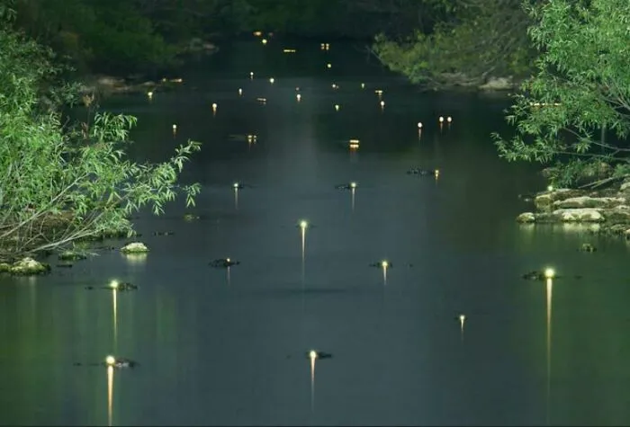 Los ojos brillantes de los caimanes en los Everglades