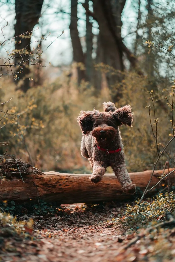 ¡Tomé esta foto de mi perro!