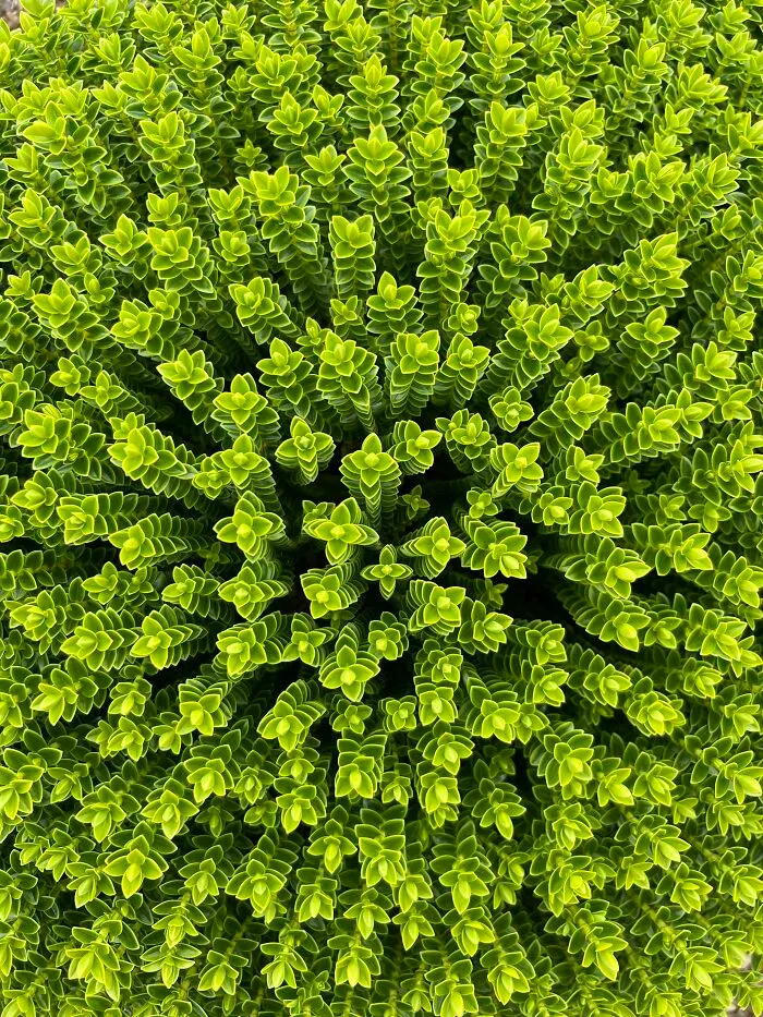 ITAP Of A Bush