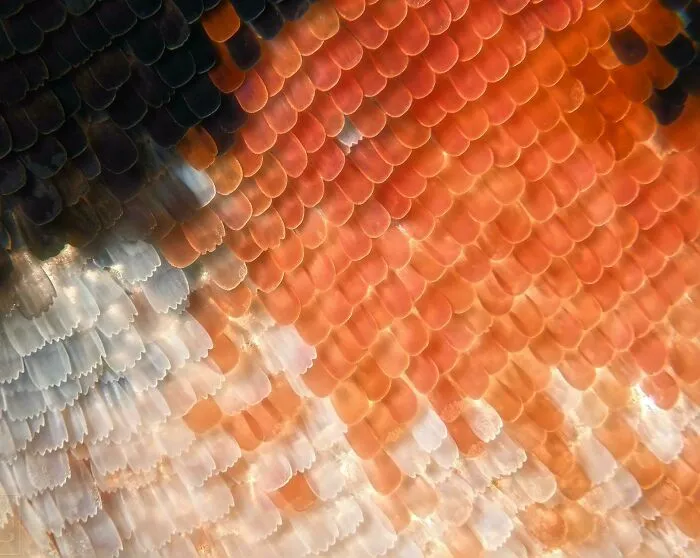 ITAP Of The Wing Scales On A Butterfly