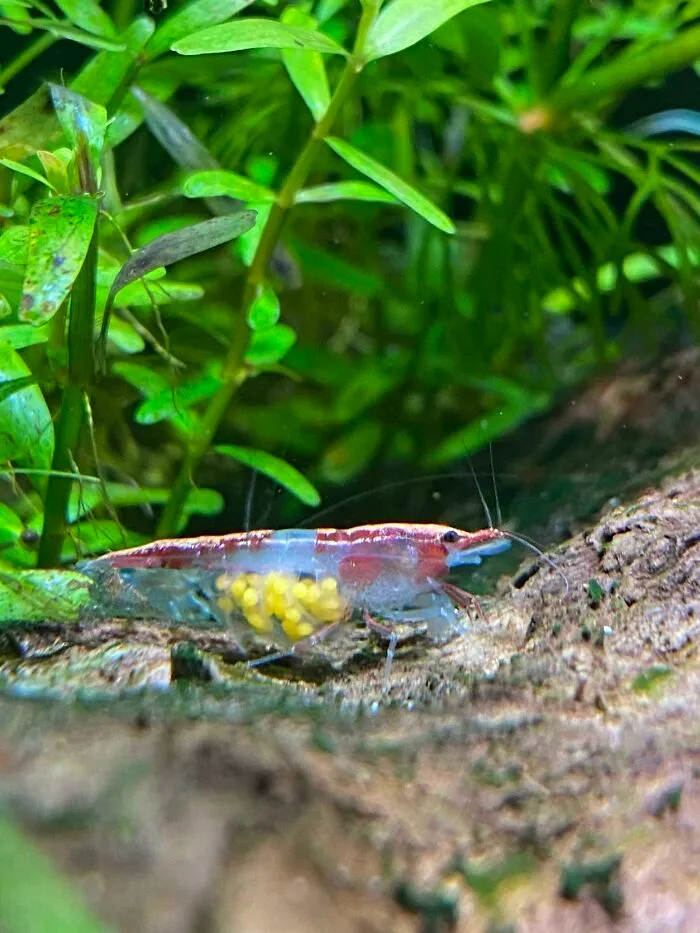 I’ve Got A Pregnant Shrimp On My Hands, Folks