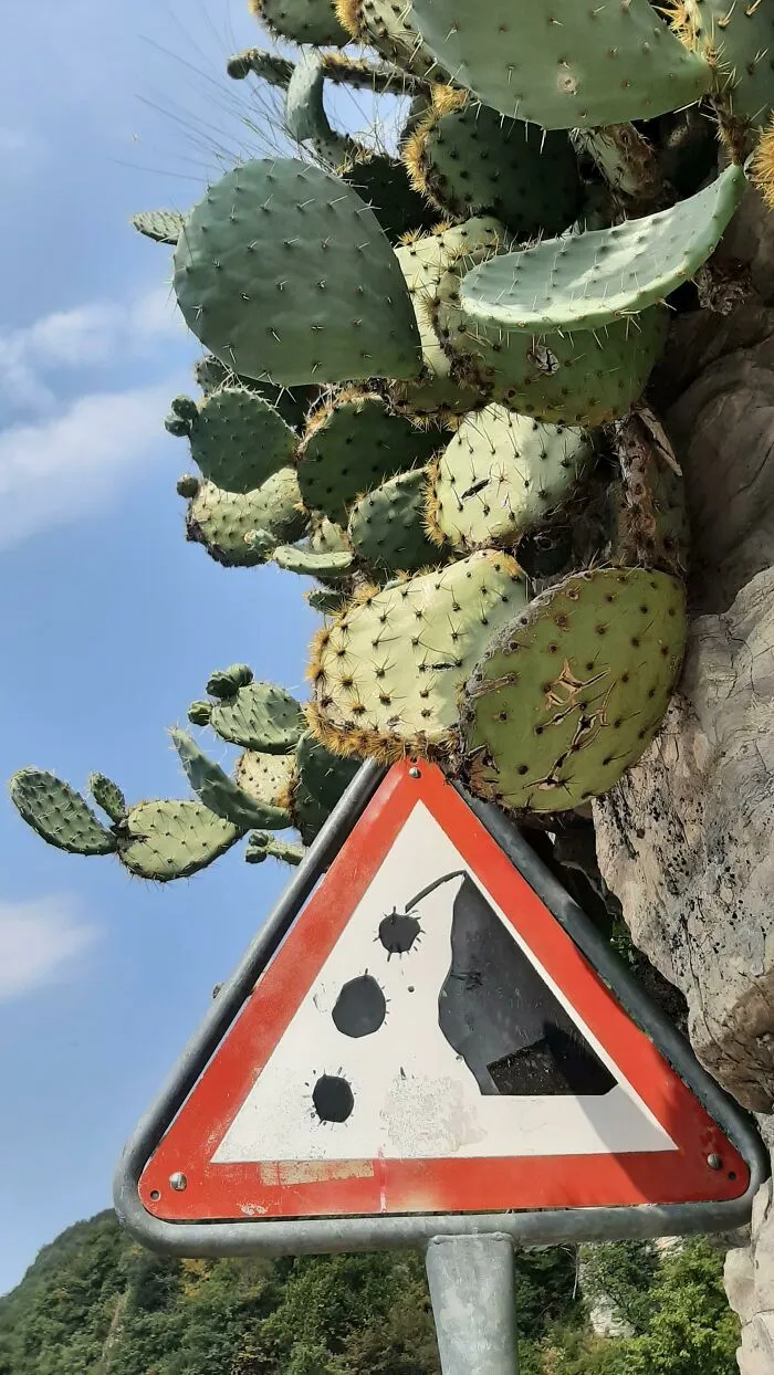 Cuidado con los cactus que caen