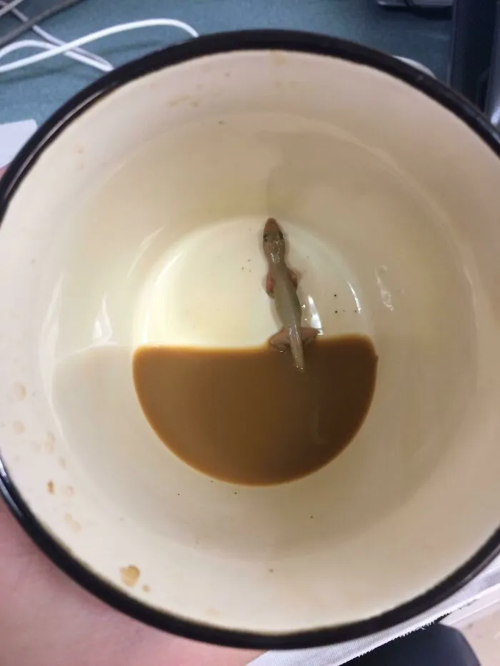 Un compañero de trabajo encontró una sorpresa en el fondo de su taza esta mañana