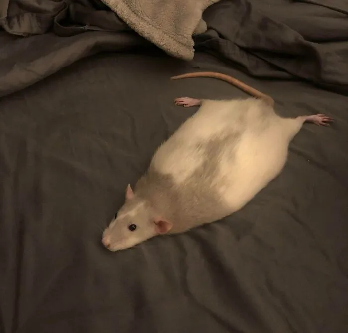 Lillard, My 3-Year-Old Baby, Likes To Lie Down Like This. 14/10 Very Good Flat