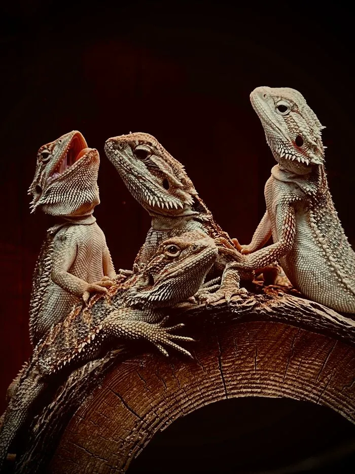 A Conference Of Bearded Dragons