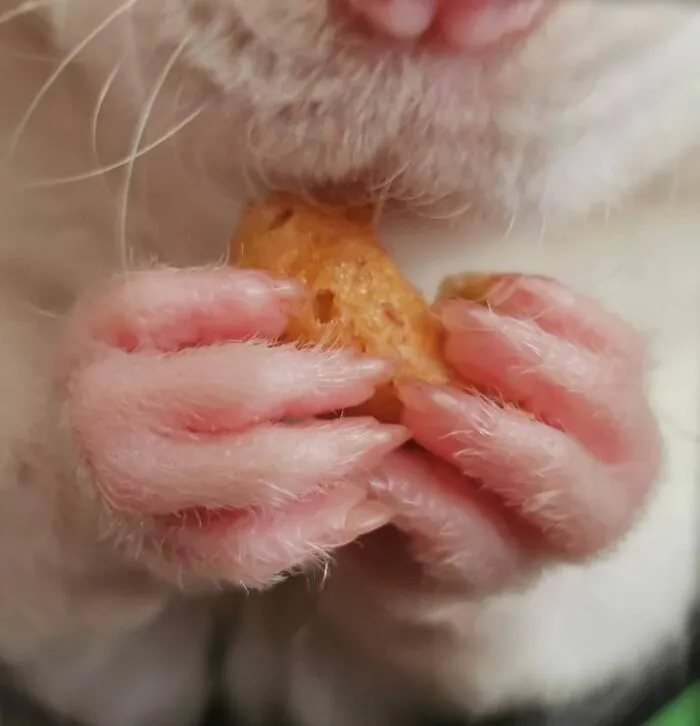 Las manitas de Enoki