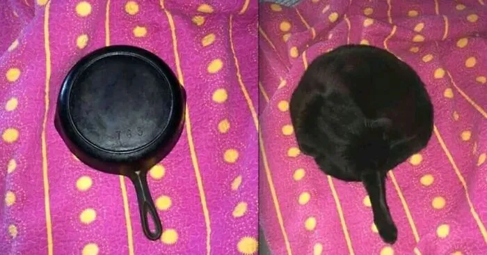 Kast Iron Kitter