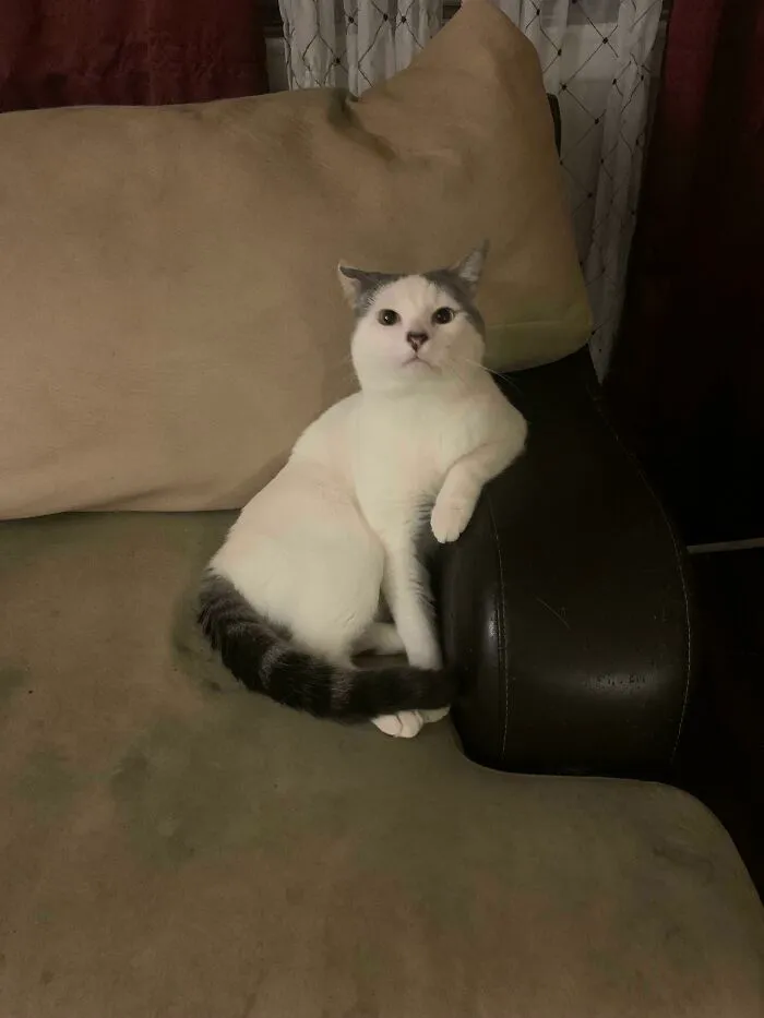 Creo que he hecho algo mal porque parece que mi gato quiere que me siente y hable con él