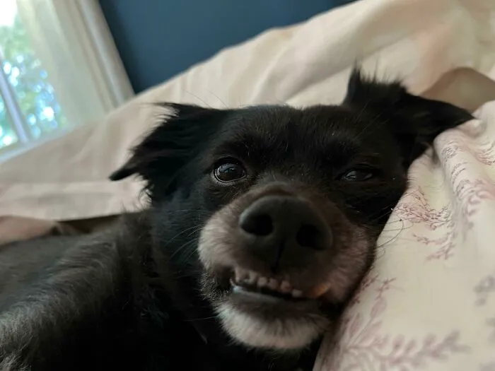 Dog Has Her Own Bed. Woke Up To See We Were Sharing A Pillow