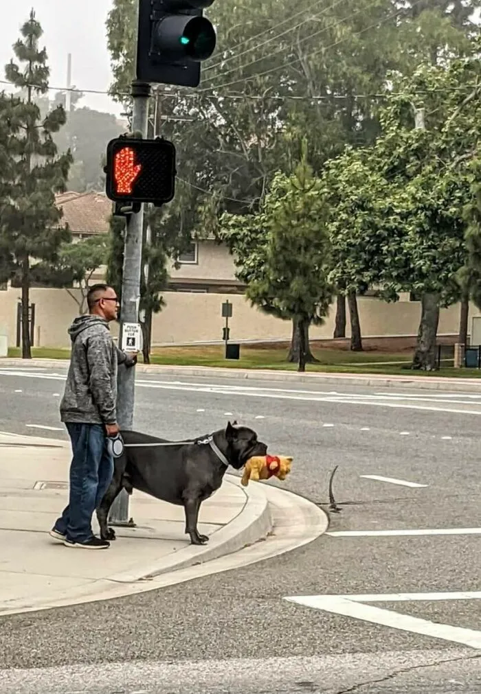 What's Wrong With Ur Badass Dog