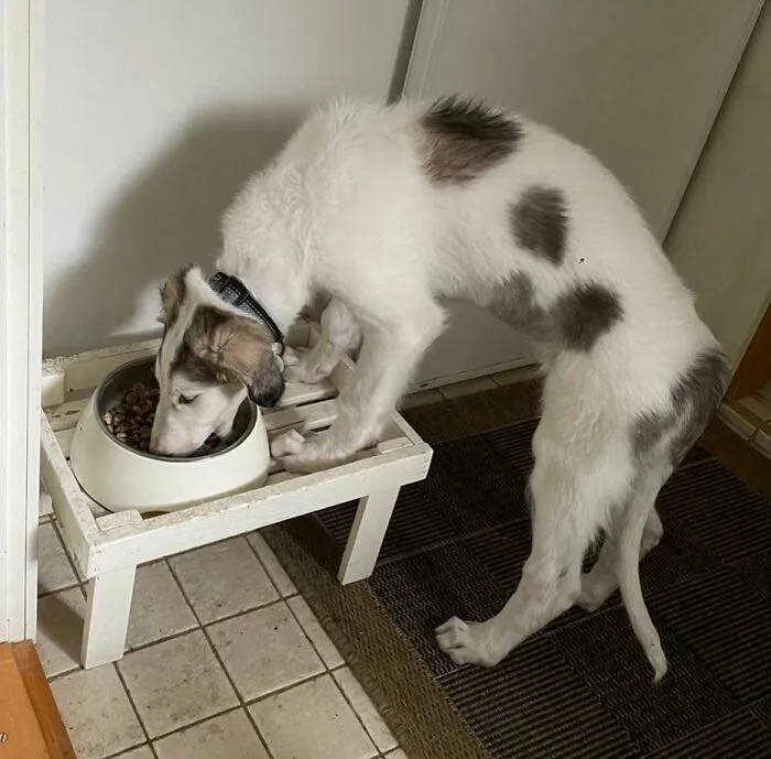 Le compramos un soporte para que no tuviera que agacharse tanto al comer. Sí, sobre eso…