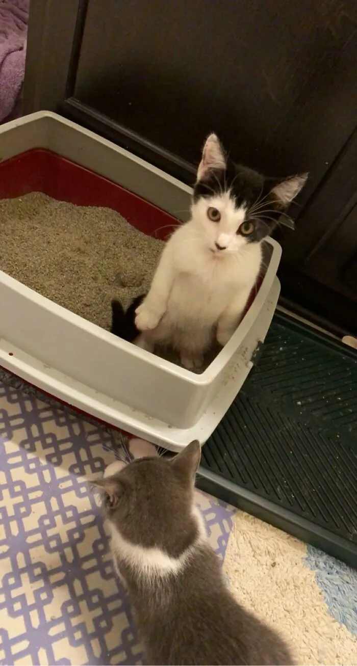  El año pasado, uno de los gatitos que acogimos mantuvo el contacto visual mientras hacía caca de pie