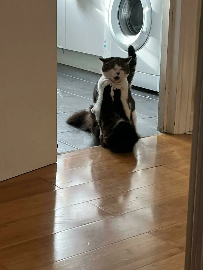 Mientras estaba de vacaciones, mi hermana pidió que le enviara una foto para saber cómo estaban sus gatos. Esto es lo que recibió