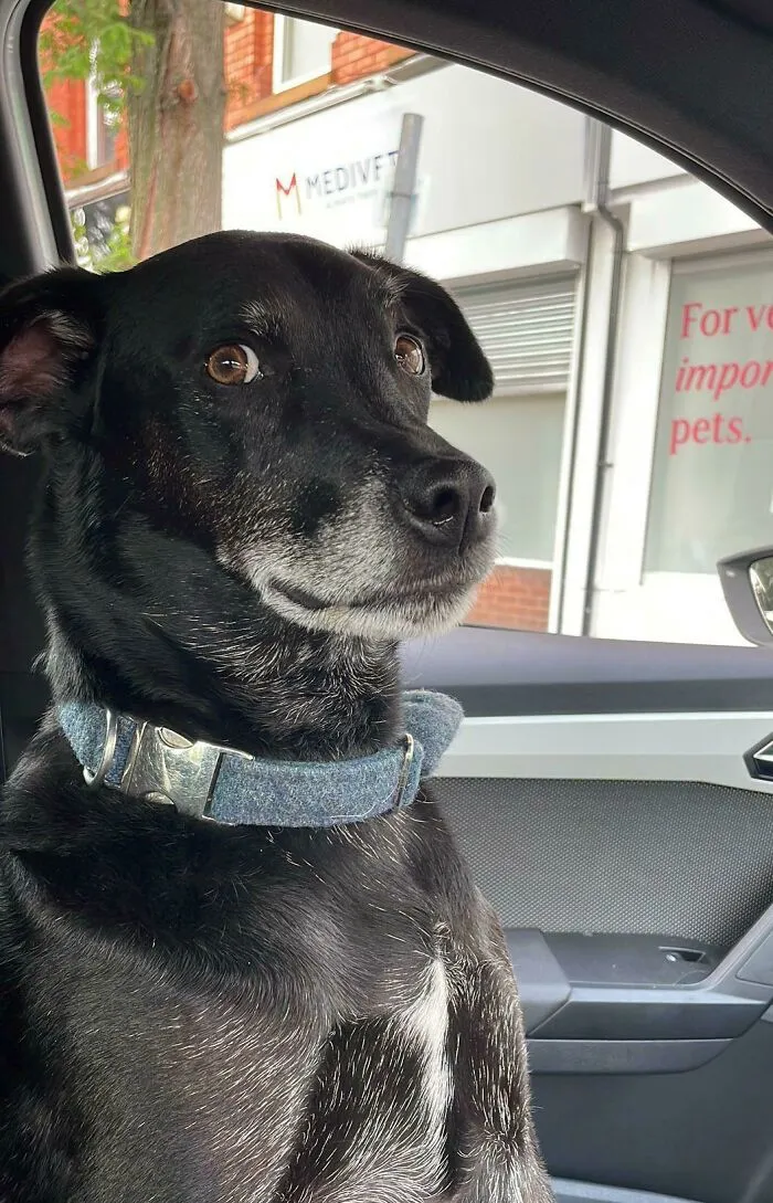 La mirada que le echa el perro de mi mejor amigo cuando se da cuenta de que está en el veterinario y no en el parque