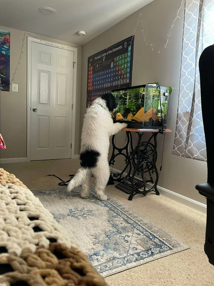 She Likes To Watch The Fishes