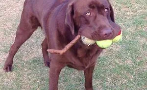 "What's Wrong With Your Dog?": 50 Hilarious Times Dogs Seemed To Malfunction Hard (New Pics)