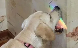 "What's Wrong With Your Dog?": 50 Hilarious Times Dogs Seemed To Malfunction Hard (New Pics)