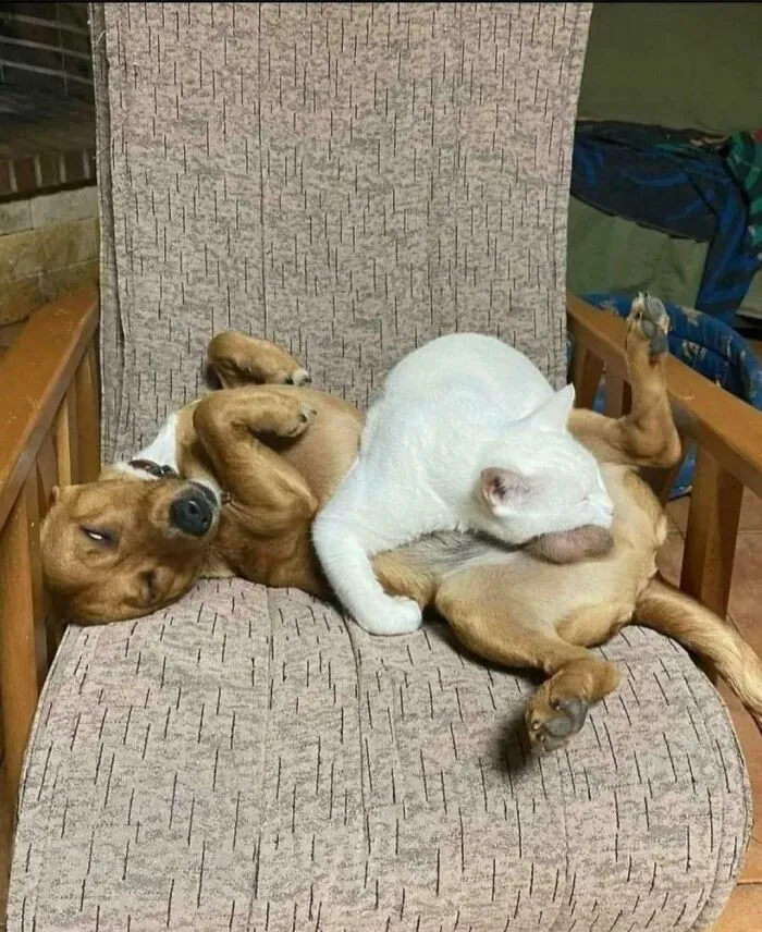 Counfy Pillow