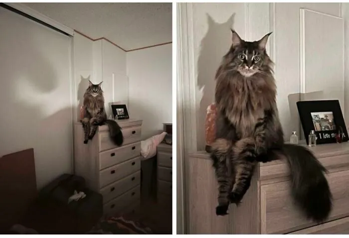 This Cat Is A Person (Not My Cat)