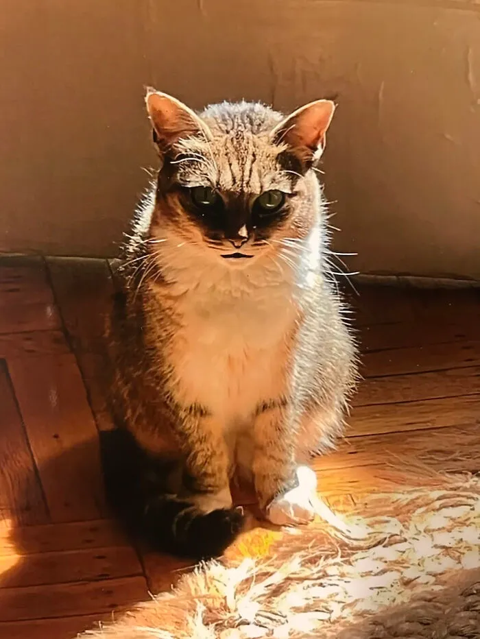 My Cat Cricket Apparently Didn't Like The House Sitter. But This Is Terrifying