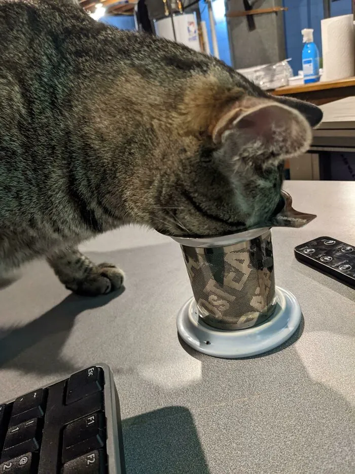 He Won't Stop Huffing My Tea Leaves