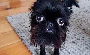 "What's Wrong With Your Dog?": 50 Hilarious Times Dogs Seemed To Malfunction Hard (New Pics)