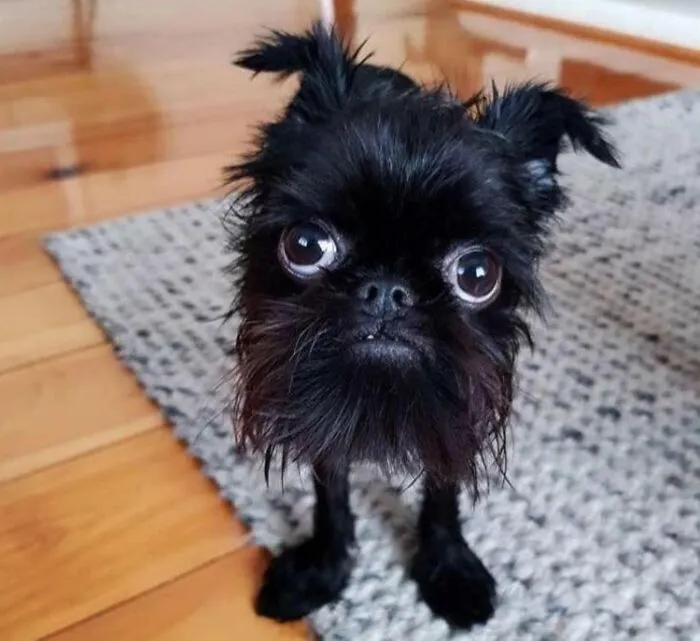 Soot Sprite
