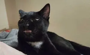 “What’s Wrong With Your Cat?”: 50 “Faulty” Cats That Can’t Stop Glitching (New Pics)