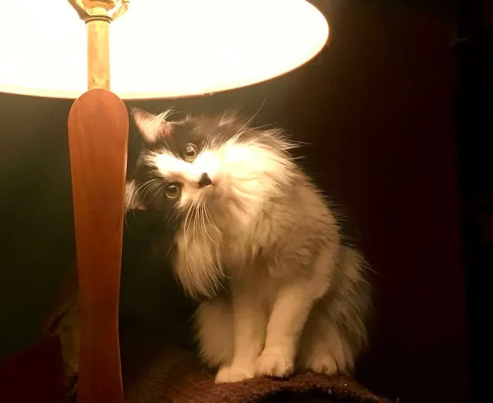 She Haz Confuze
