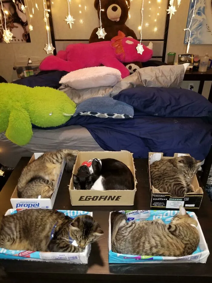 Me enviaron aquí para mostrarles lo efectivas que pueden ser las trampas para gatos a los pies de la cama. ¡Todos están bien arropados y nadie se ve aplastado mientras duerme!