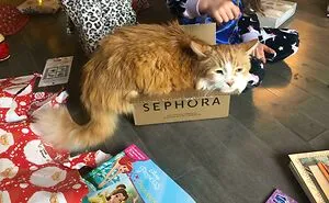 50 Times Cats Hilariously Fell For The "Traps" Their Owners Used To Catch Them (New Pics)