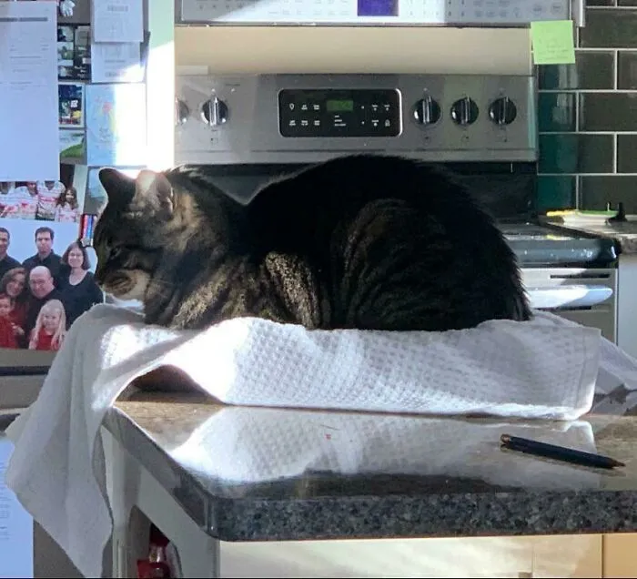 Luego de preparar una bandeja de brownies, la cubrí con una toalla de mano para protegerla de gatos curiosos. Eso solo atrajo a Racer a una cómoda cama de brownies