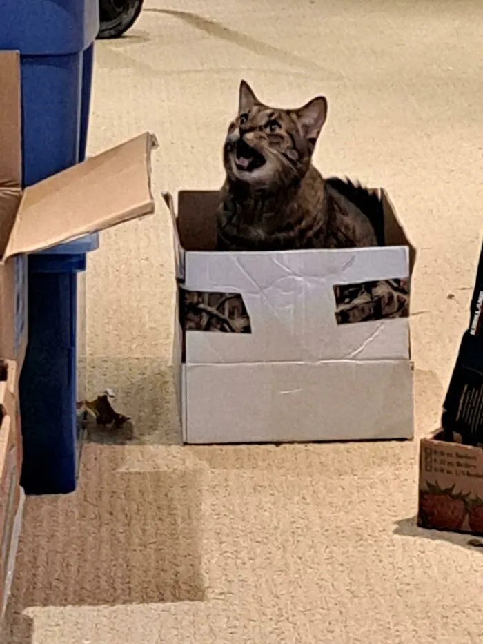 Gritando desde la trama para gatos
