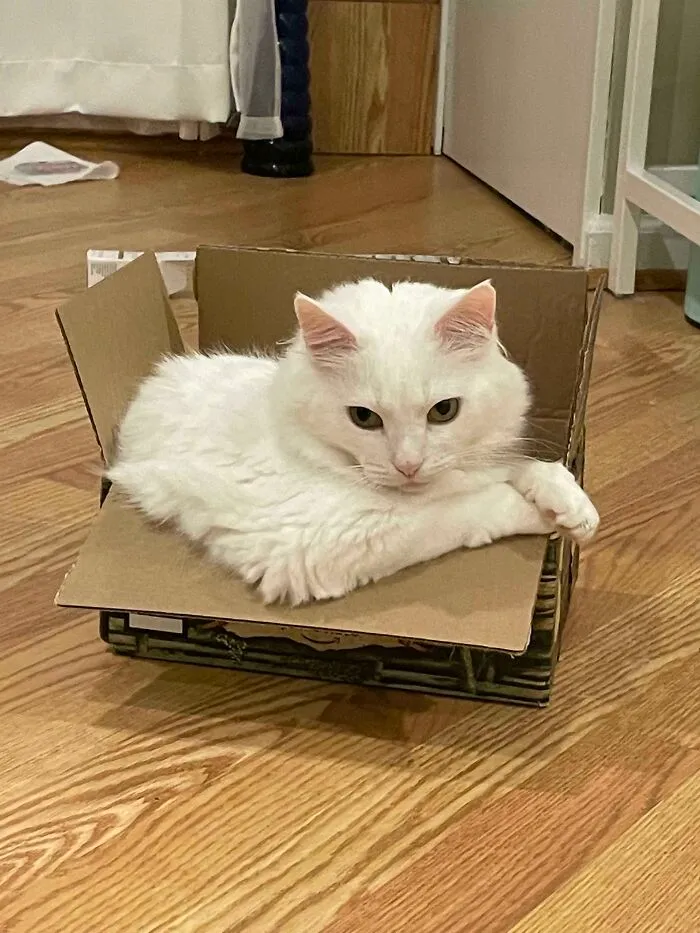 La caja también es un reposabrazos