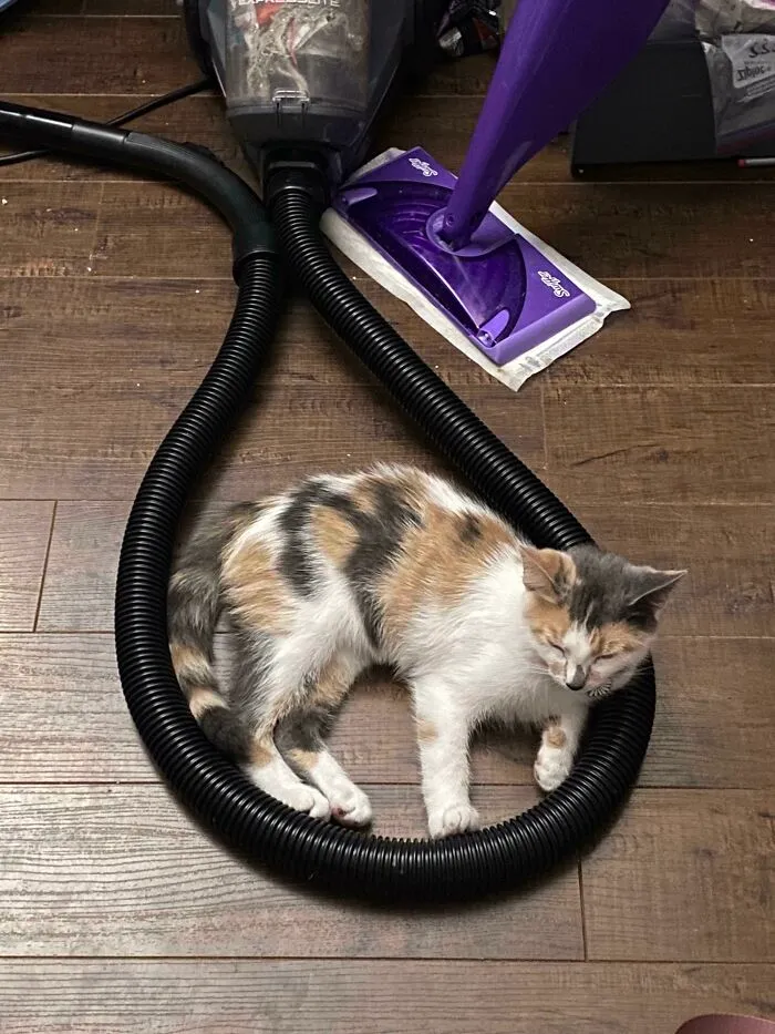Se quedó atascada sola a medio metro de distancia de la cama para gatos que nunca tocó
