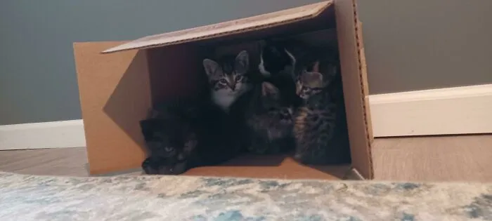 Puede que mi trampa para gatos sea demasiado efectiva