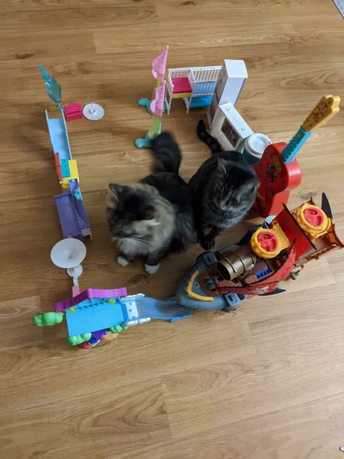  Hoy, mi hija construyó su primera trampa para gatos y atrapó dos