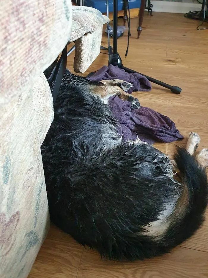 My Dog Got A Bath Today. So He Stole My Blanket As Payback