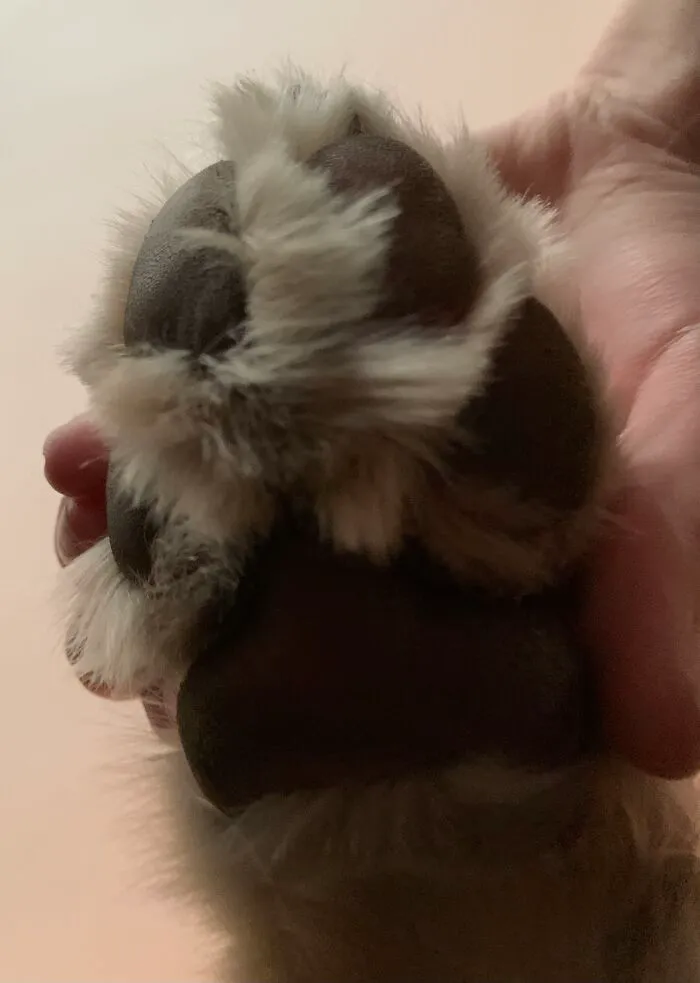 Floofy Beans