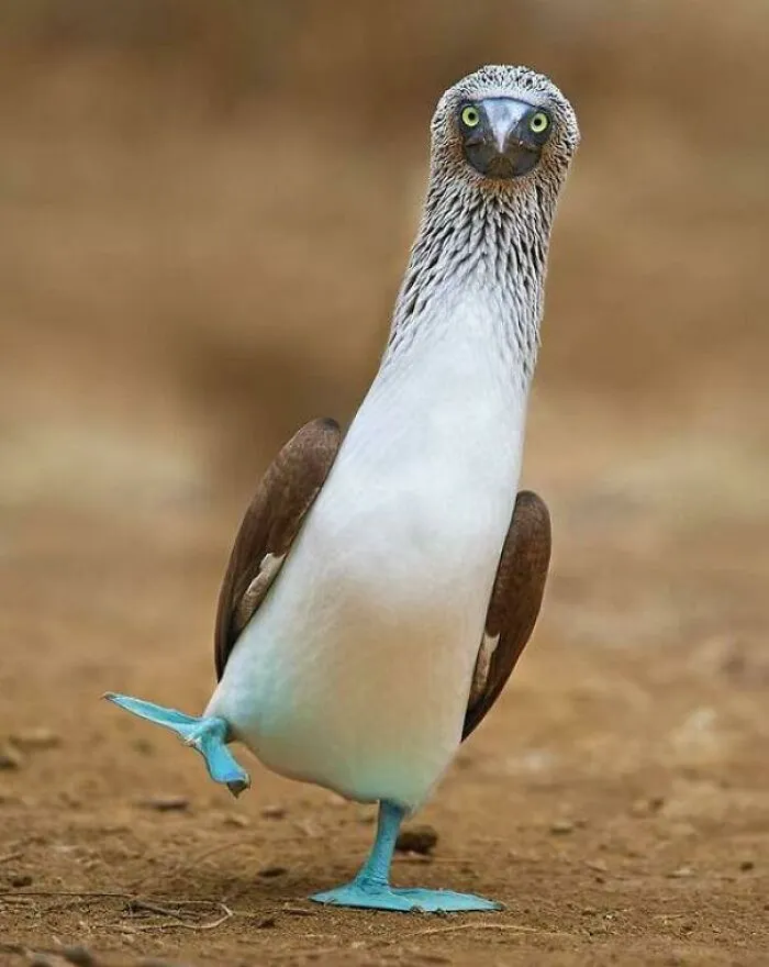 Blue-Footed Boobies Have Bright Blue Feet Due To Their Diet, And The Level Of Brightness Shows How Healthy The Bird Is To Their Mate!