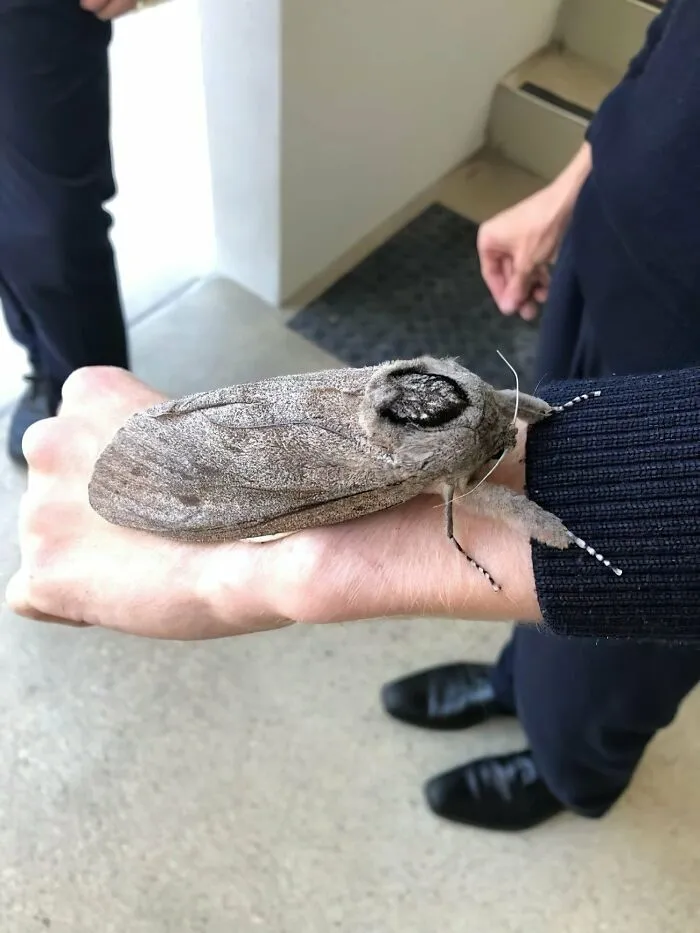 La polilla gigante del bosque es una de las especies de polillas más grandes del mundo. Según el Museo Australiano, las hembras adultas son aproximadamente el doble de grandes que los machos, pueden pesar hasta 30 gramos y tienen una envergadura de hasta 25 centímetros. Viven en los bosques de Australia y Nueva Zelanda