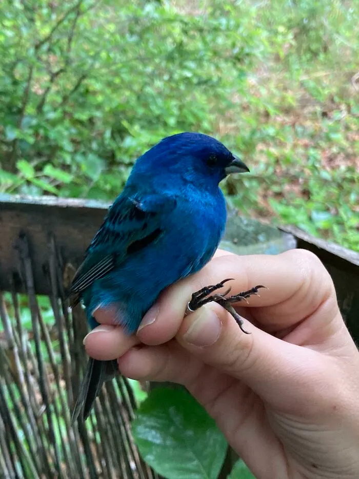 Songbirds Like This Indigo Bunting Use The Stars To Navigate While Migrating. Studies Show That The Birds Especially Rely On The North Star, Ursa Major, And Cassiopeia