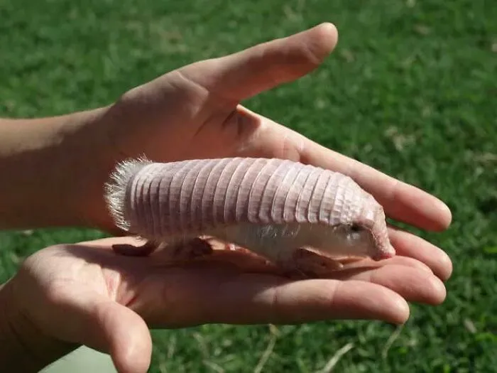 El armadillo rosado es la especie más pequeña de su tipo. Se puede encontrar en el centro de Argentina entre las llanuras arenosas y las dunas