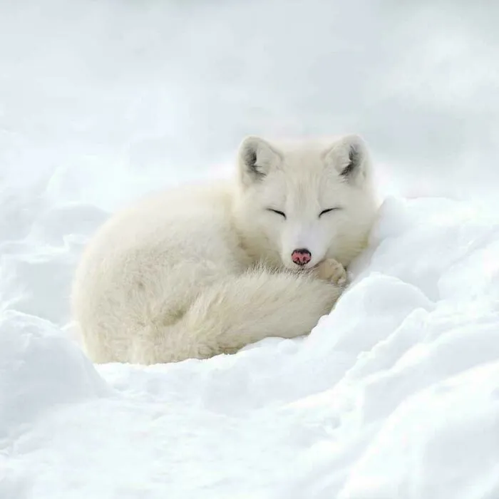Arctic Foxes Are 'Ecosystem Engineers' Who Grow Beautiful Gardens. Organic Waste From The Foxes & Their Kills Make The Area Surrounding Their Dens More Fertile, Leading To Almost Three Times As Many Dune Grasses, Willows & Wildflowers To Sprout Up, Compared To The Rest Of The Tundra
