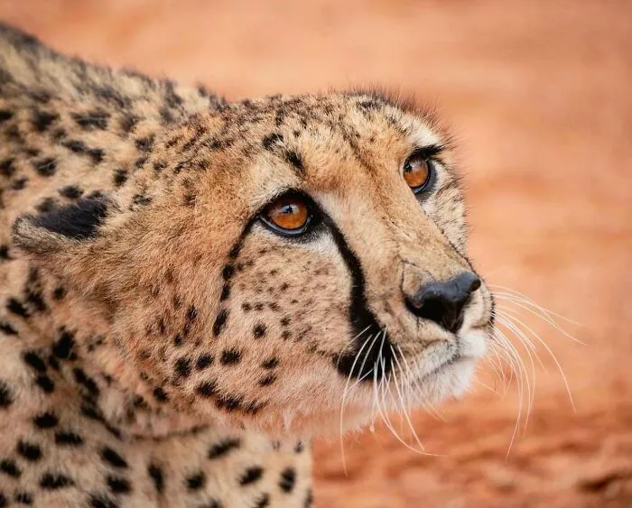 Close-up of a cheetah's face with amber eyes showcasing lesser-known facts about animals that make people say aww.