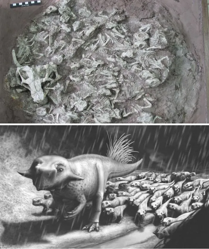 Fossilized dinosaur bones and artistic reconstruction showing lesser-known facts about animals that made people say aww.