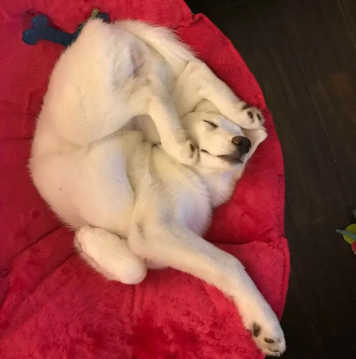 In Case You Need Something To Brighten Your Day, Here’s A Picture Of My Dog Sleeping