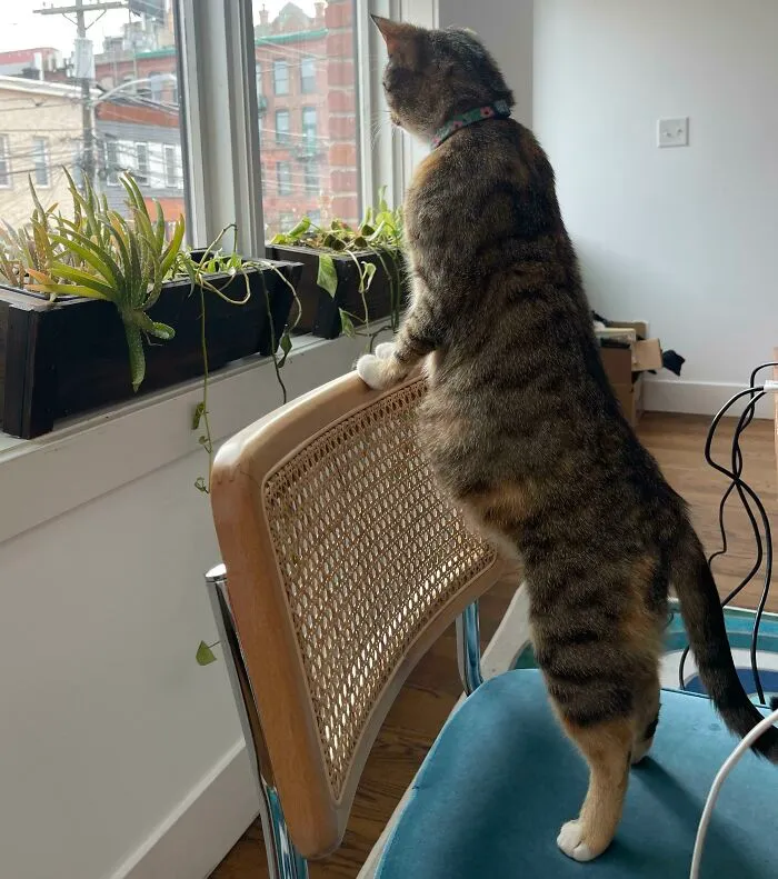 8.5 Weeks Pregnant Mamma Cat