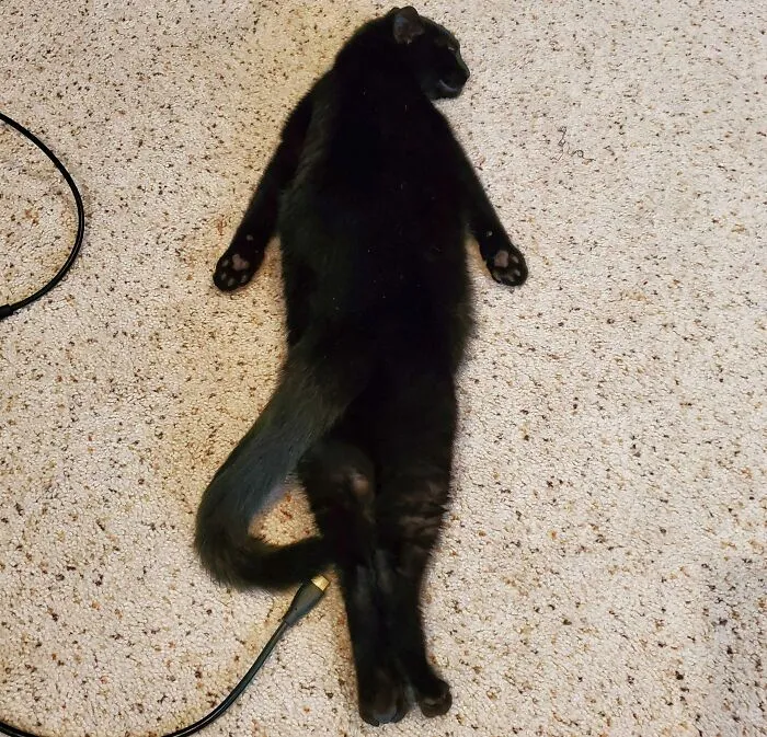 Tiene las posturas más raras para dormir 